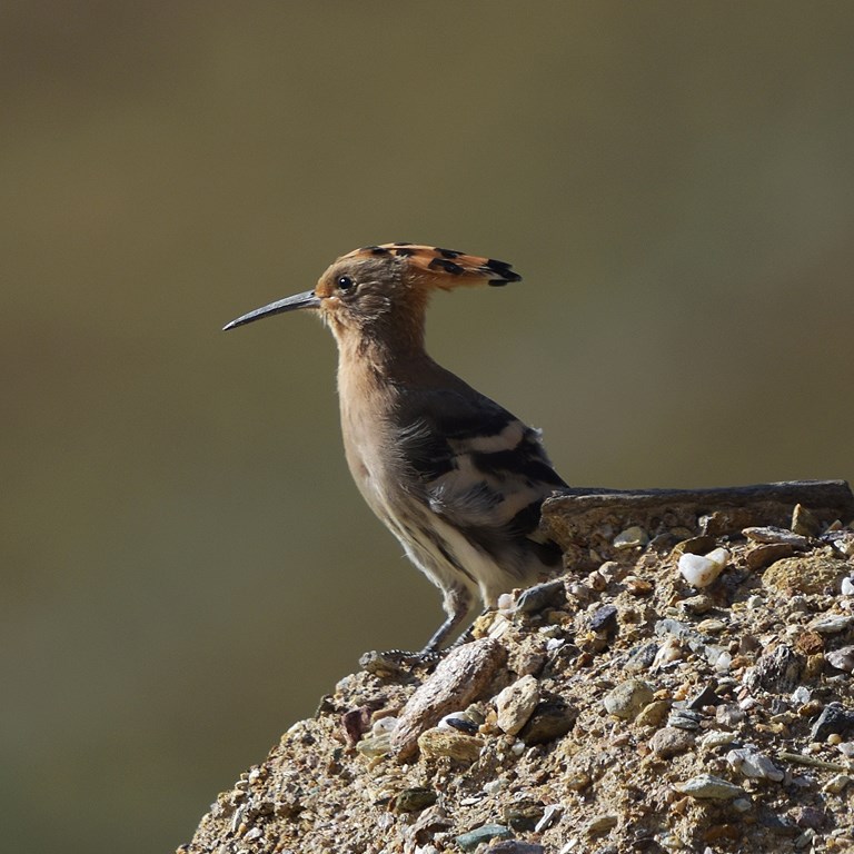 Observación de aves y exploración de vida silvestre en Qinghai-Meseta del Tíbet