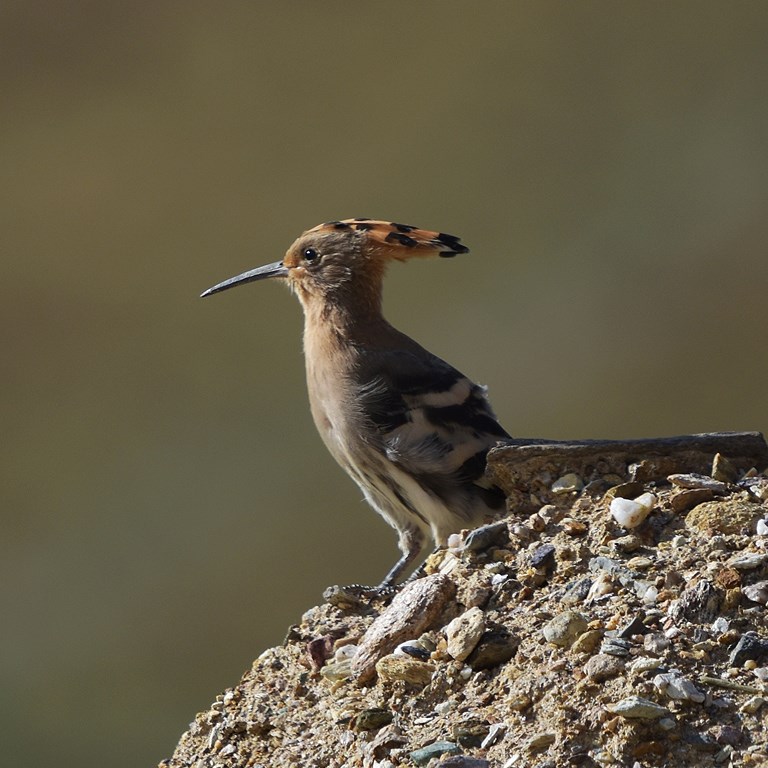 Observación de Aves y Vida Silvestre en la Meseta Qinghai-Tíbet