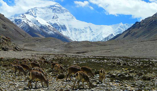 Qomolangma National Nature Reserve