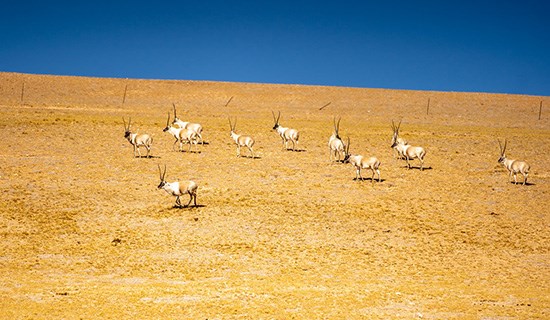 Riqueza natural tibetana