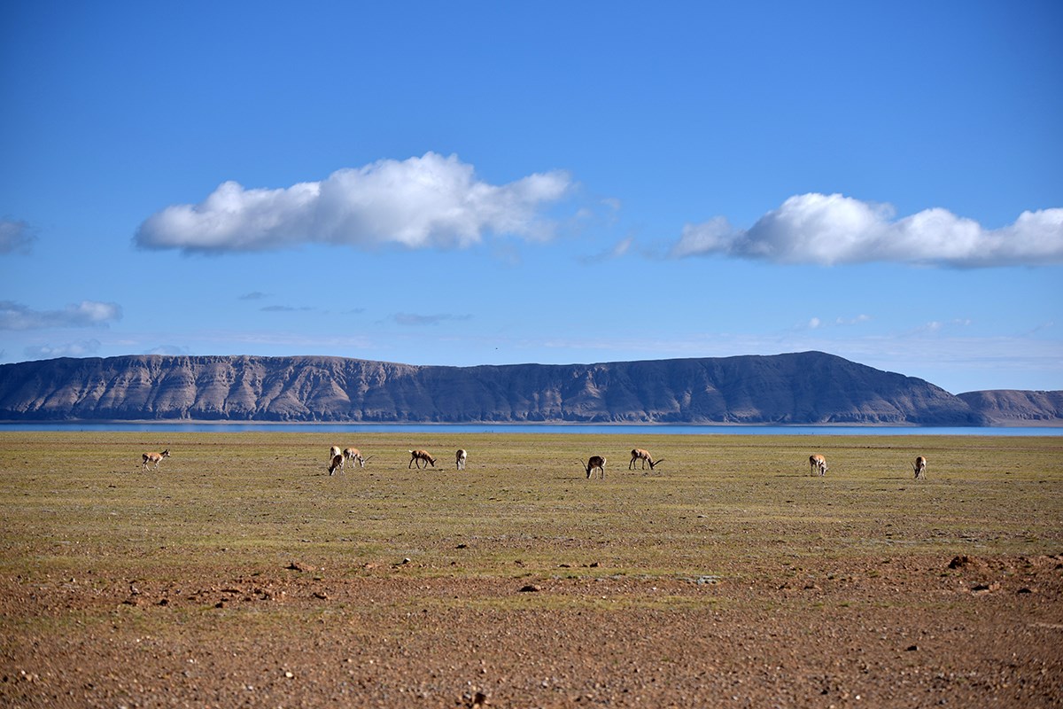 Tibetan Antelope at Serling Tso | Foto de Liu Bin