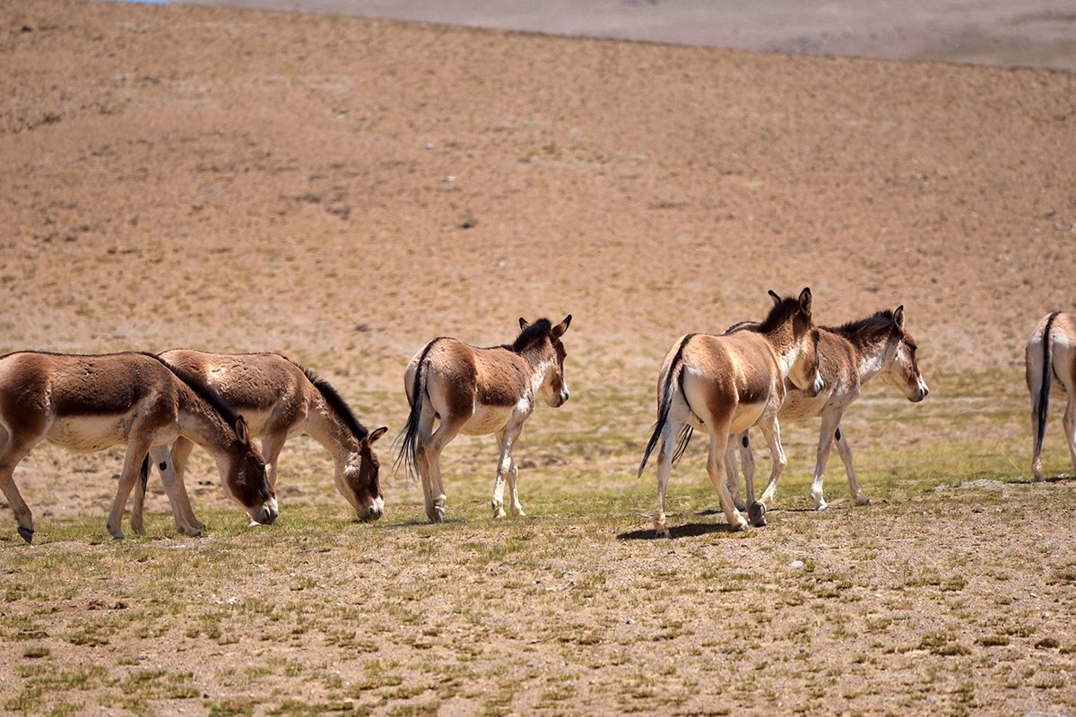 Kiang near Nima | Foto de Liu Bin
