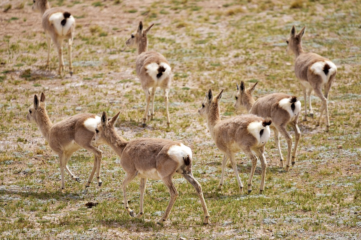Tibetan Gazelles near Nima | Foto de Liu Bin