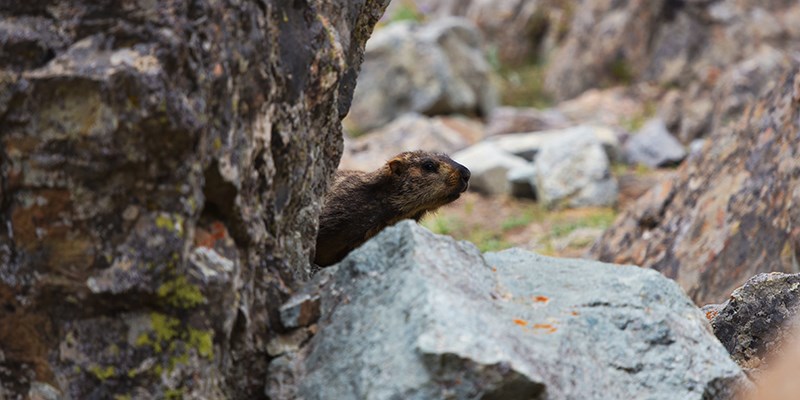 Marmot