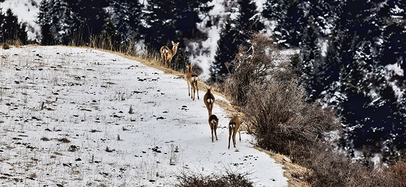 Sika Deer in Tiebu Reserve