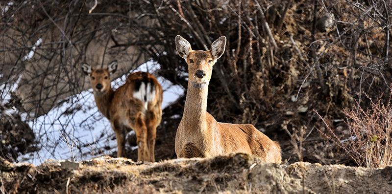 Sika Deer in Tiebu Reserve 