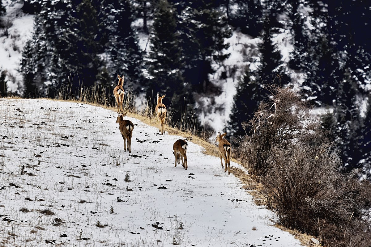 Sika Deer in Tiebu Reserve  | Foto de Liu Bin