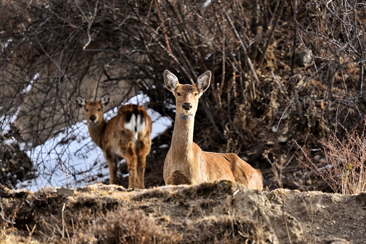 Sika Deer in Tiebu Reserve  | Foto de Liu Bin