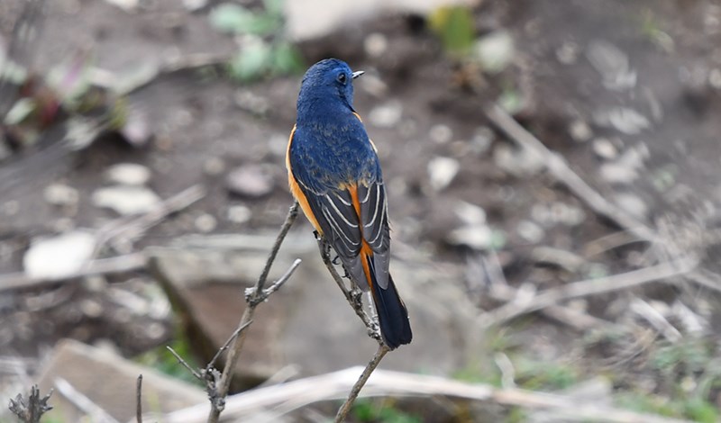 Blue-fronted Redstart