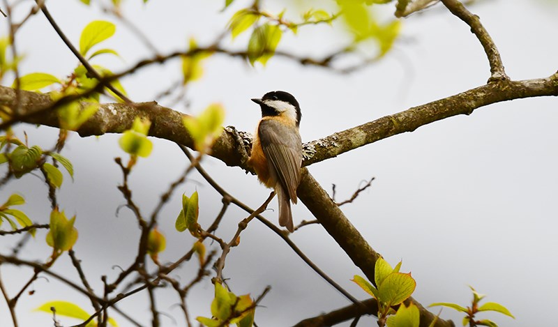 Rusty-breasted Tit