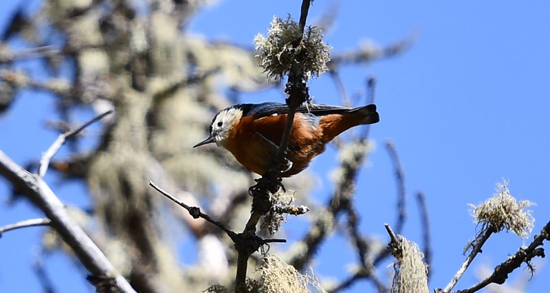 Przewaslski Nuthatch