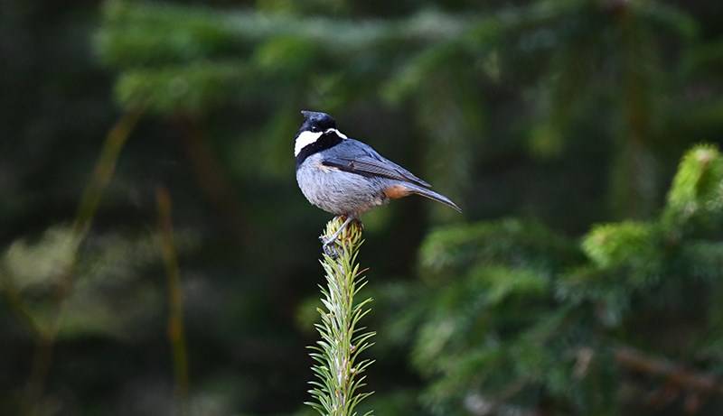 Rufous-vented Tit