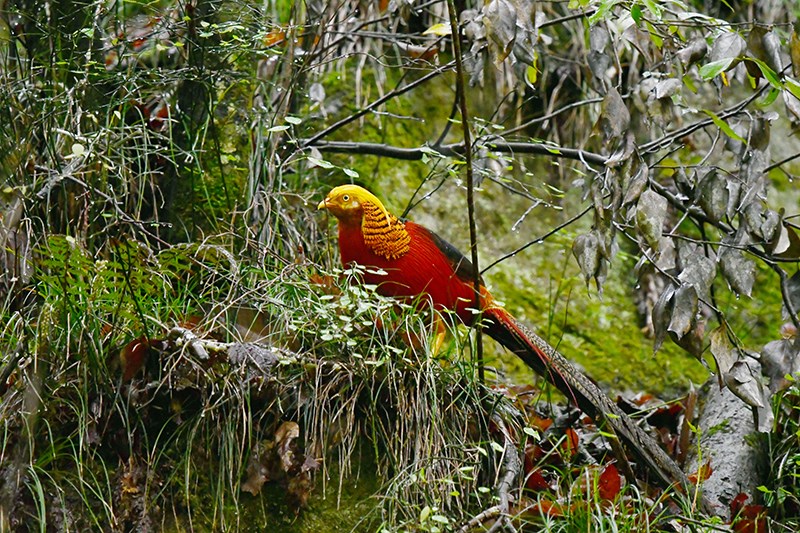 Golden Pheasant