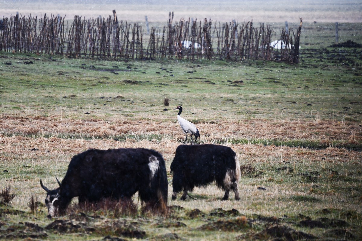 Black Necked Crane and Yaks | Foto de Liu Bin