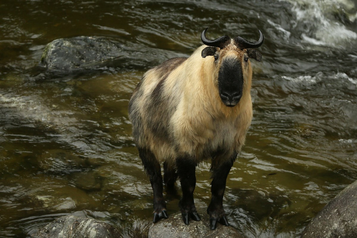 Takin | Foto de Thierry Quelennec