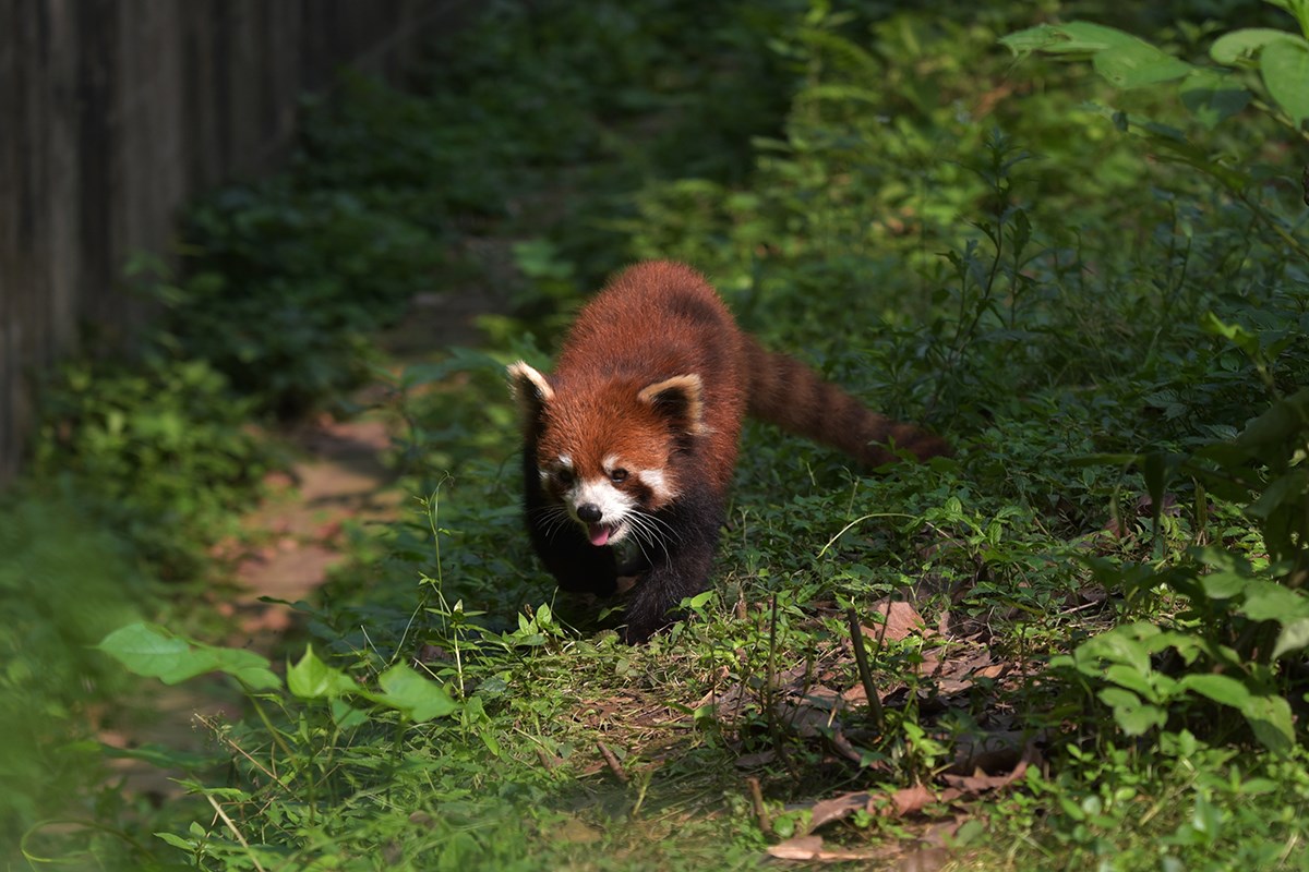 Red Panda | Foto de Liu Bin