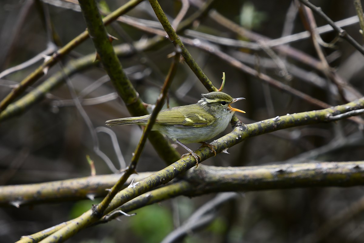 Arctic Warrbler | Foto de Liu Bin