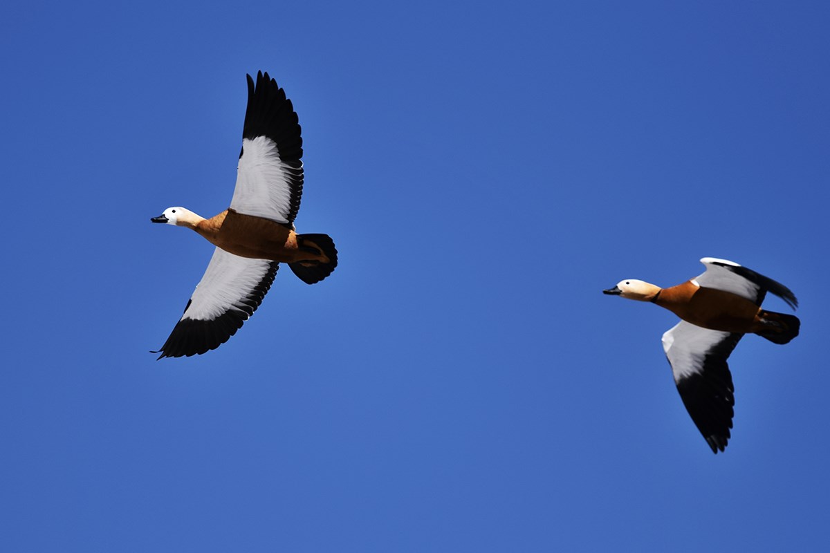 Bar Headed Goose | Foto de Liu Bin