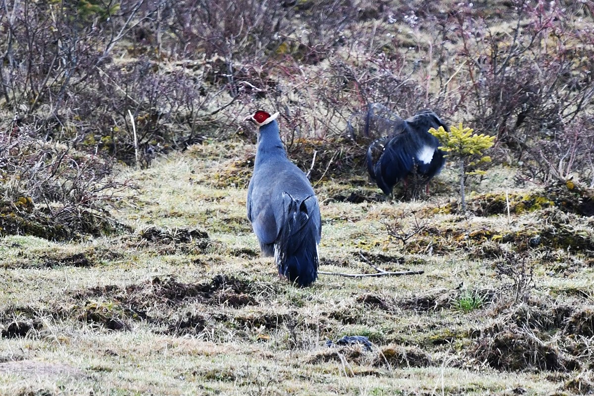 Blue Eared Pheasant | Foto de Thierry Quelennec