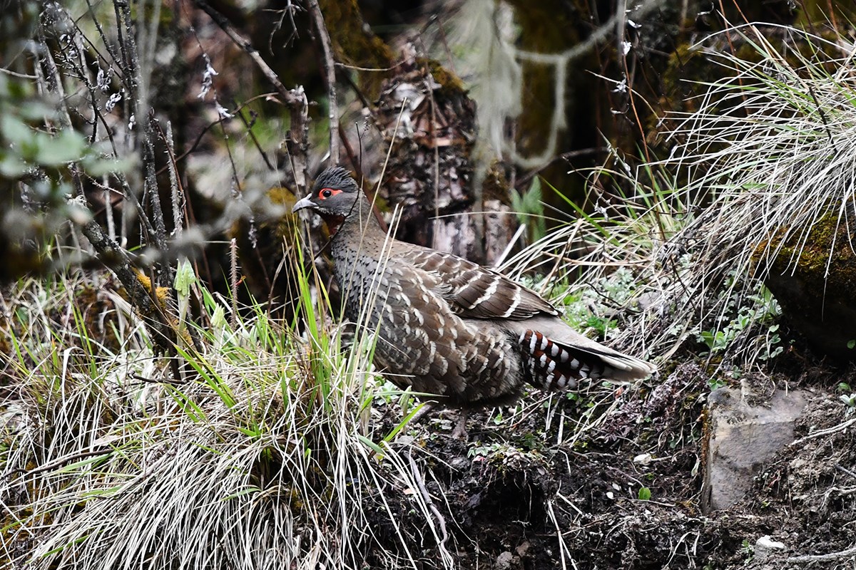 Chestunt Throated Partridge | Foto de Liu Bin