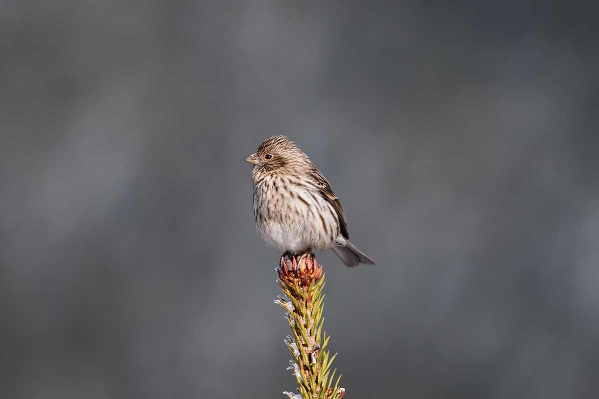 Chinese Beautiful Rosefinch | Foto de Liu Bin