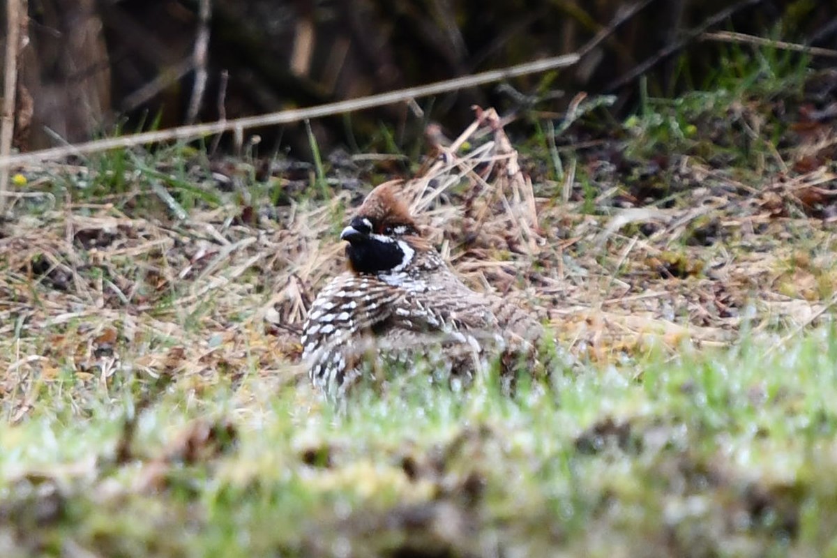 Chinese Grouse | Foto de Liu Bin