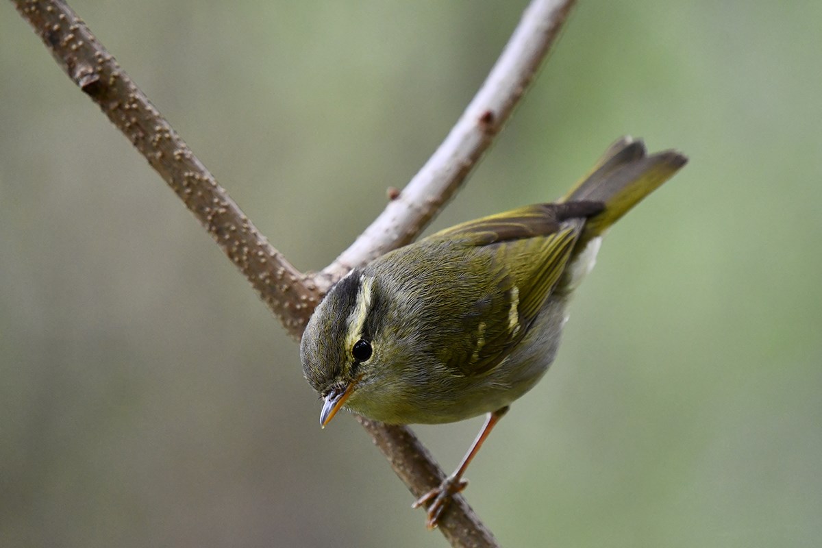 Claudias Leaf Warbler | Foto de Liu Bin