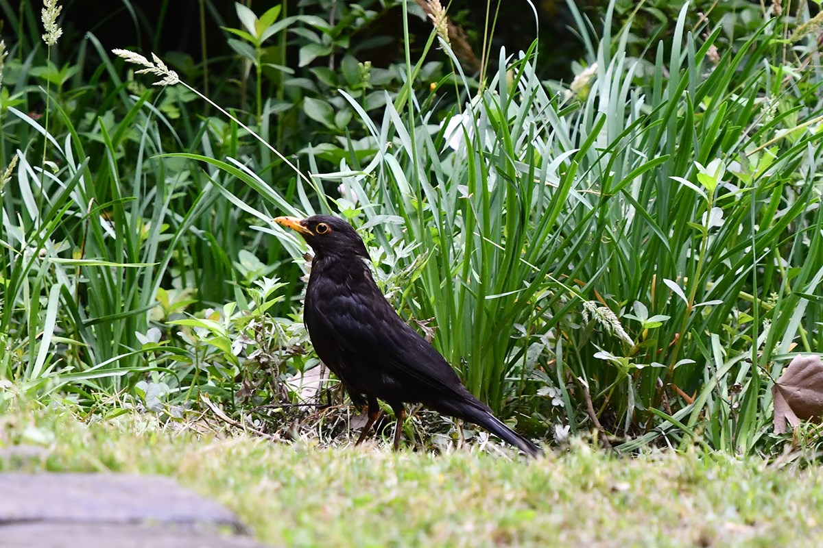 Common Blackbird | Foto de Liu Bin