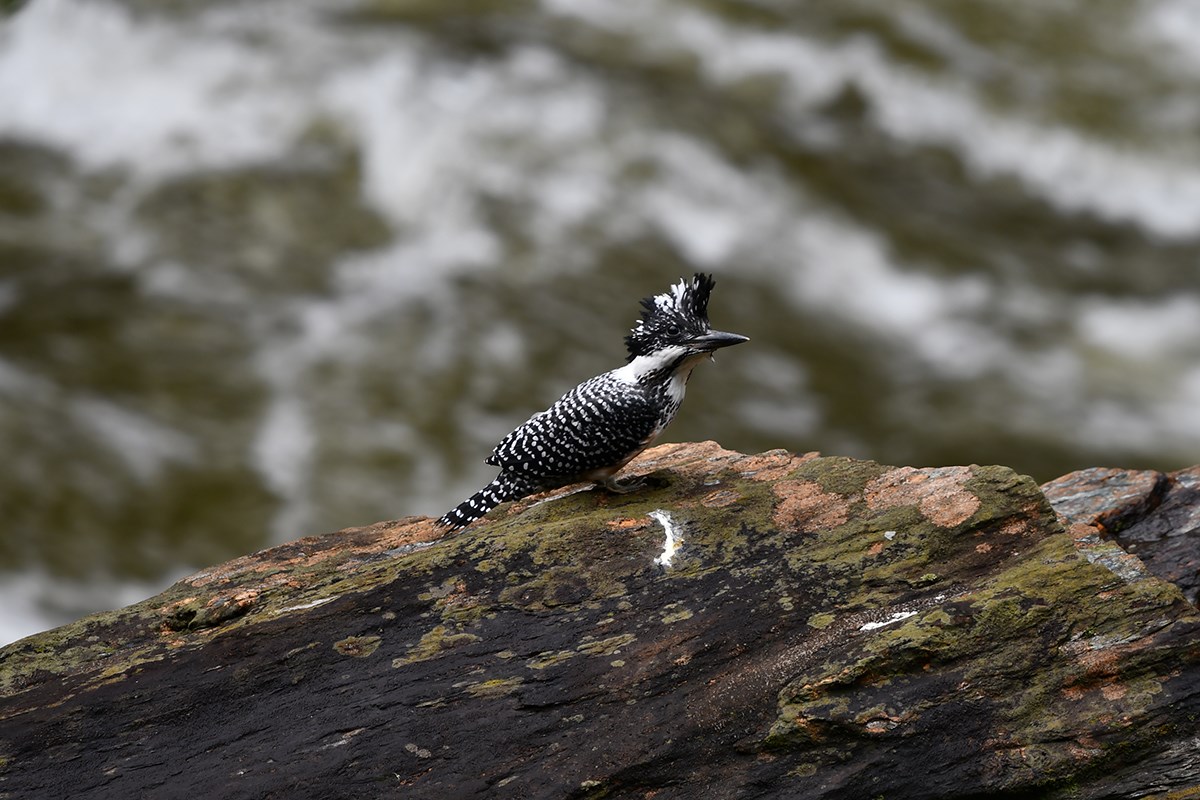 Crested Kingfisher | Foto de Liu Bin