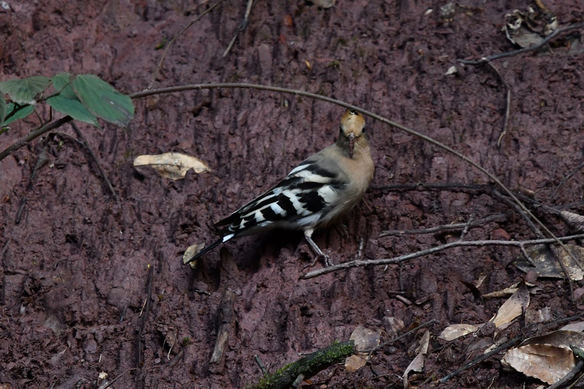 Eurasian Hoopoe | Foto de Liu Bin