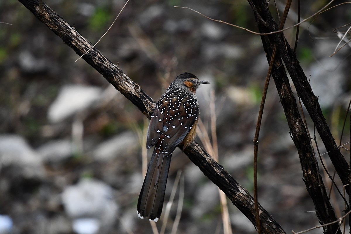 Giant Laughingthrush | Foto de Liu Bin