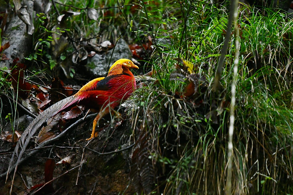 Golden Pheasant | Foto de Liu Bin