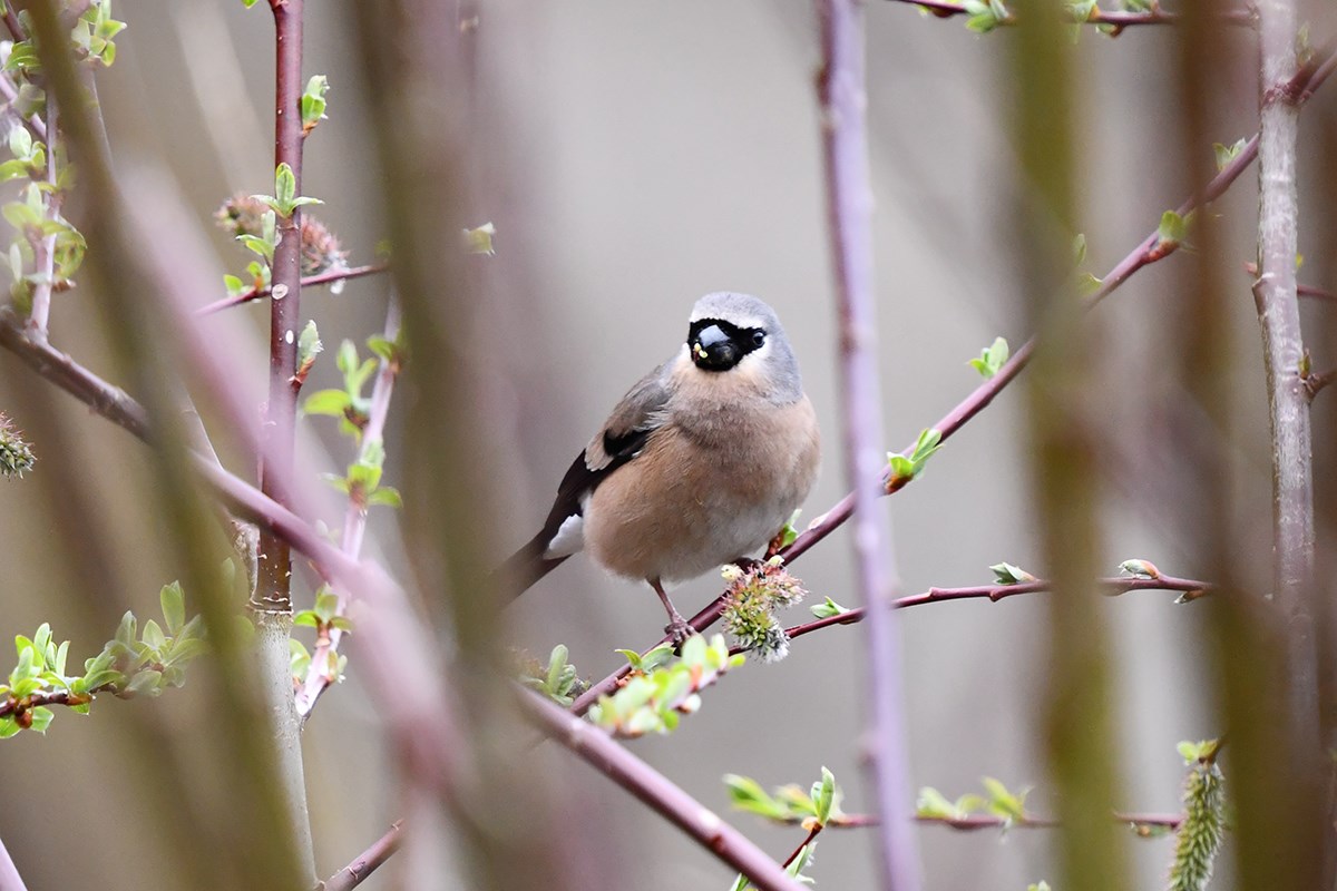 Grey Headed Bullfich | Foto de Liu Bin