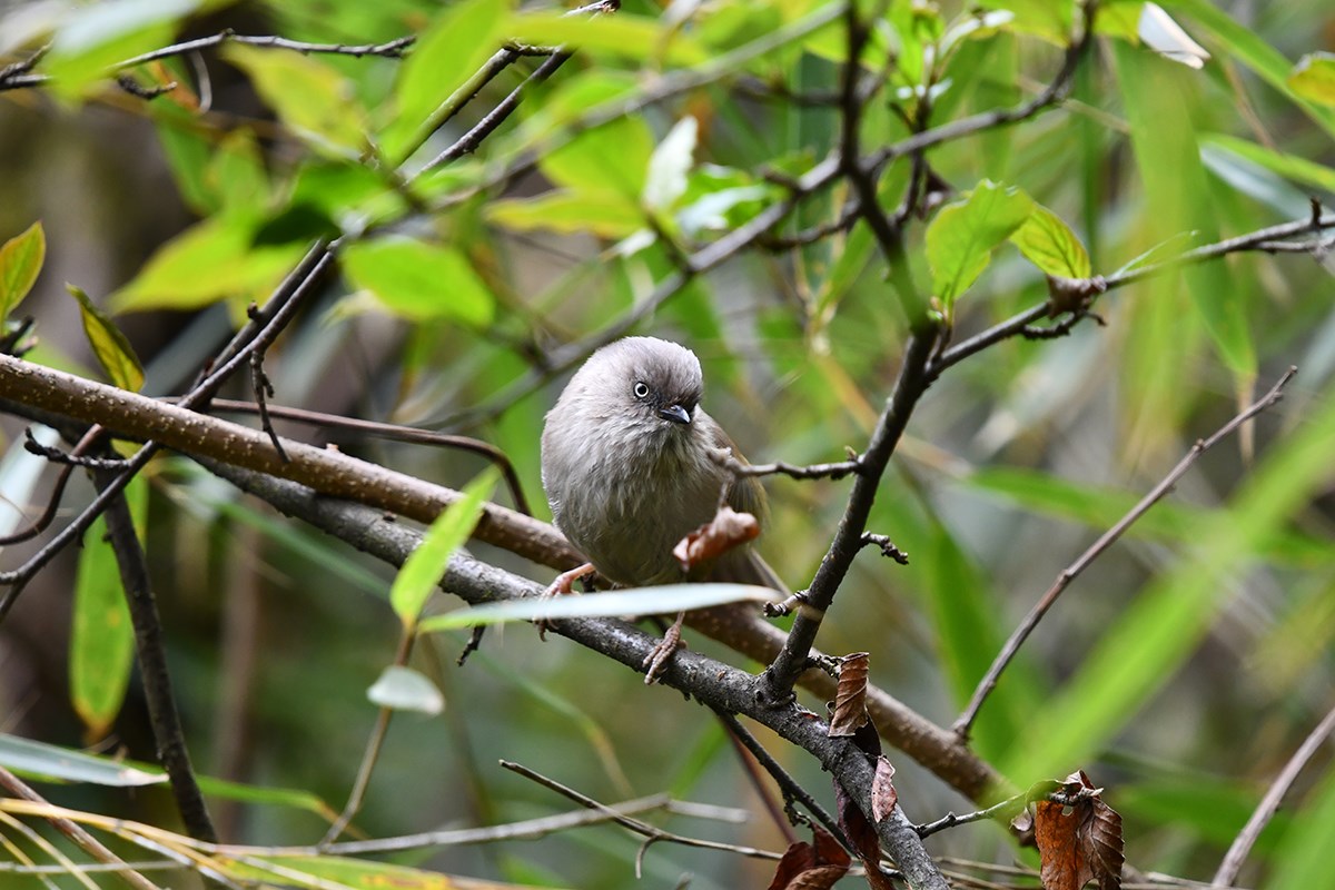 Grey Headed Bullfich | Foto de Liu Bin
