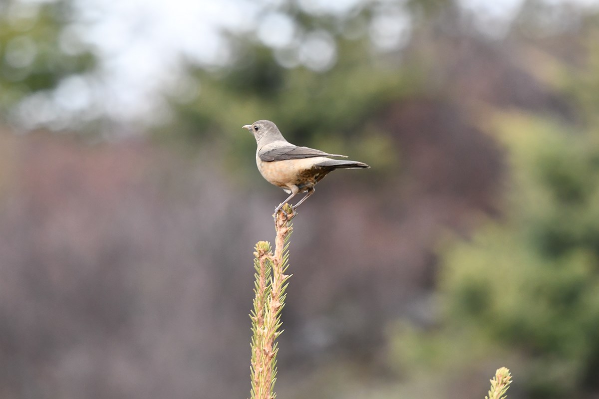 Kesslers Thrush | Foto de Liu Bin