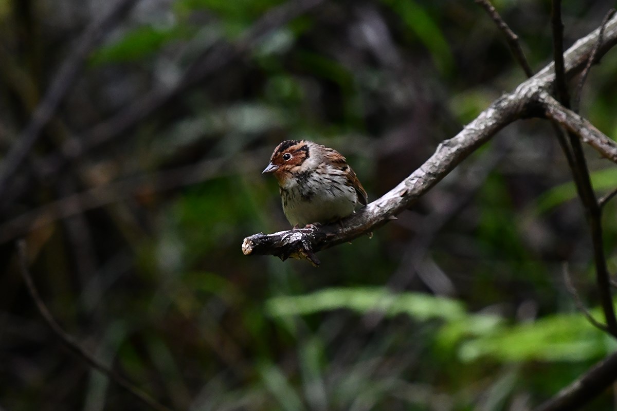 Little Bunting | Foto de Liu Bin