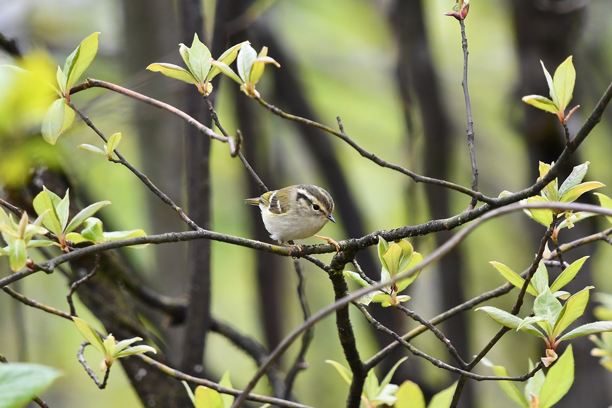 Sichuan Leaf Warbler | Foto de Liu Bin