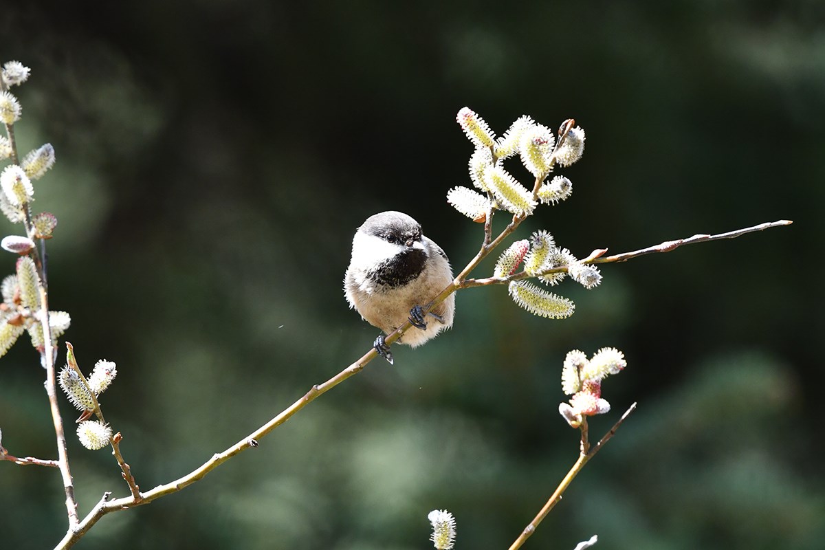 Sichuan Tit | Foto de Liu Bin