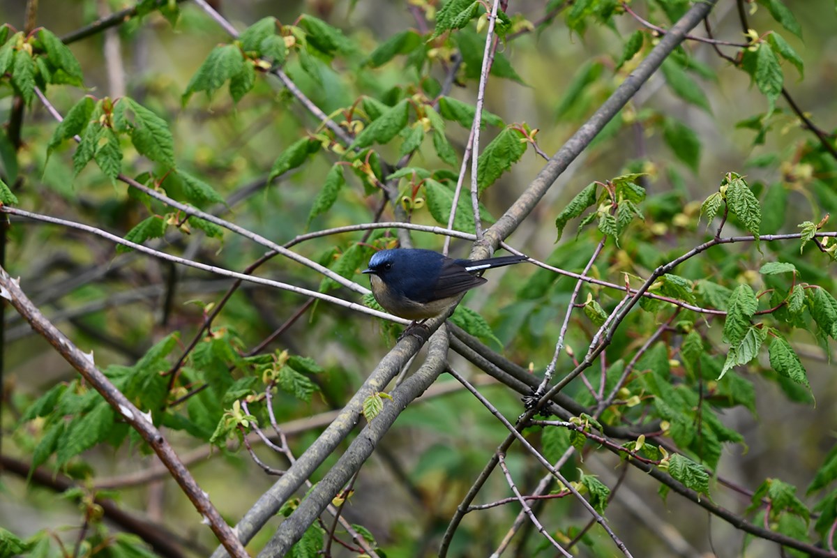 Slaty Blue Flycatcher | Foto de Liu Bin