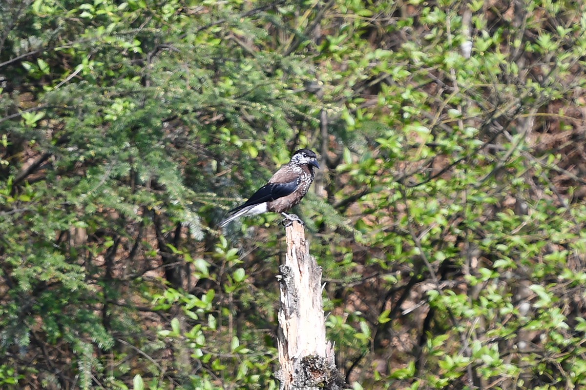 Spotted Nutcracker | Foto de Liu Bin