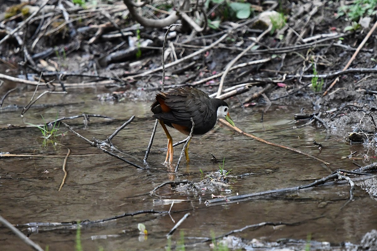 White Breasted Waterhen | Foto de Liu Bin