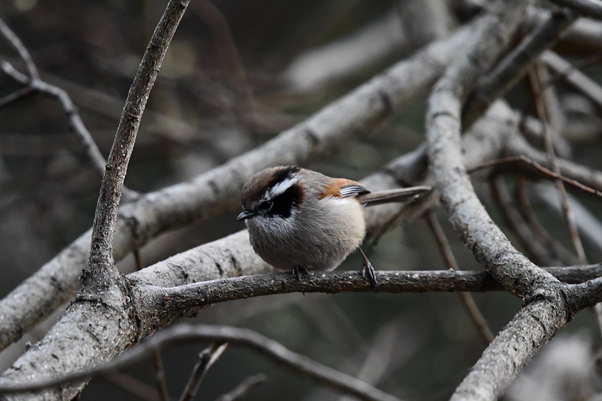 White Browed Fulvetta | Foto de Liu Bin