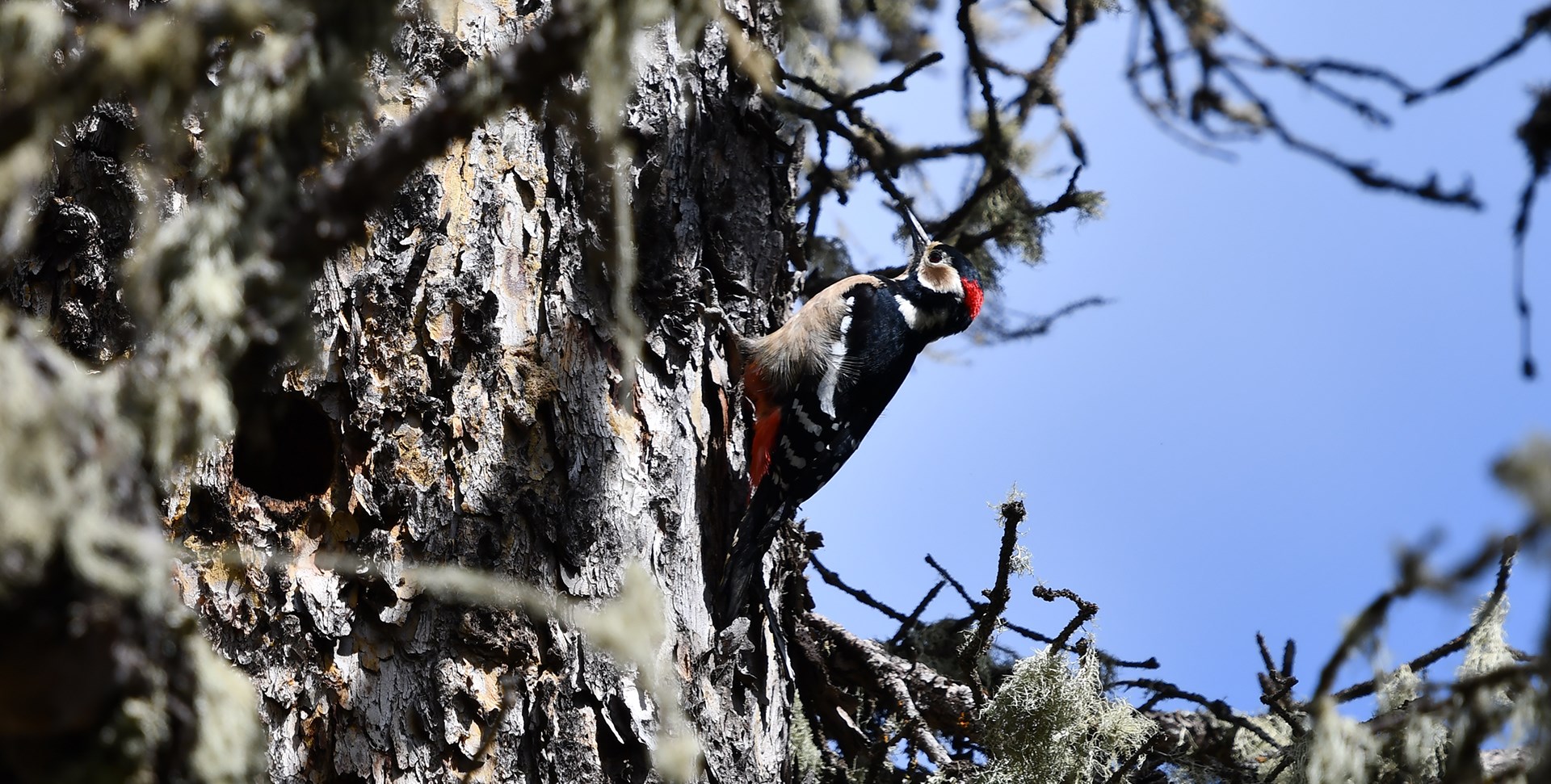 Viaje de Observación de Aves en el Oeste de Sichuan