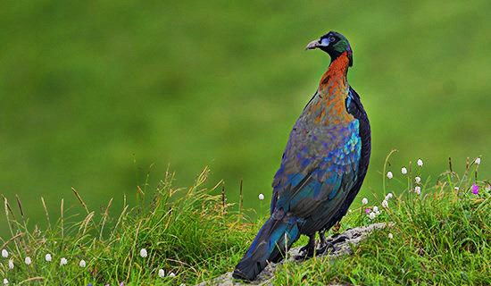 Viaje de Observación de Aves en el Oeste de Sichuan