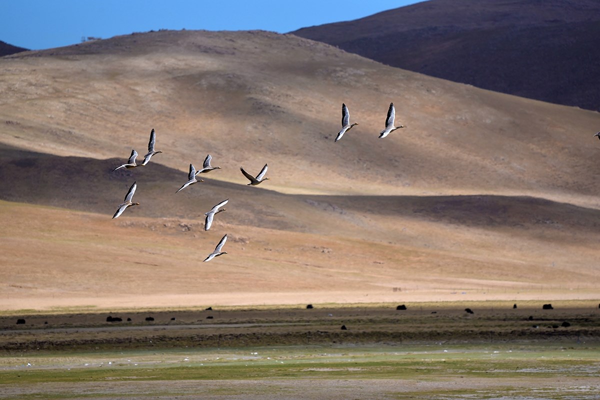 Bar Headed Goose | Foto de Liu Bin