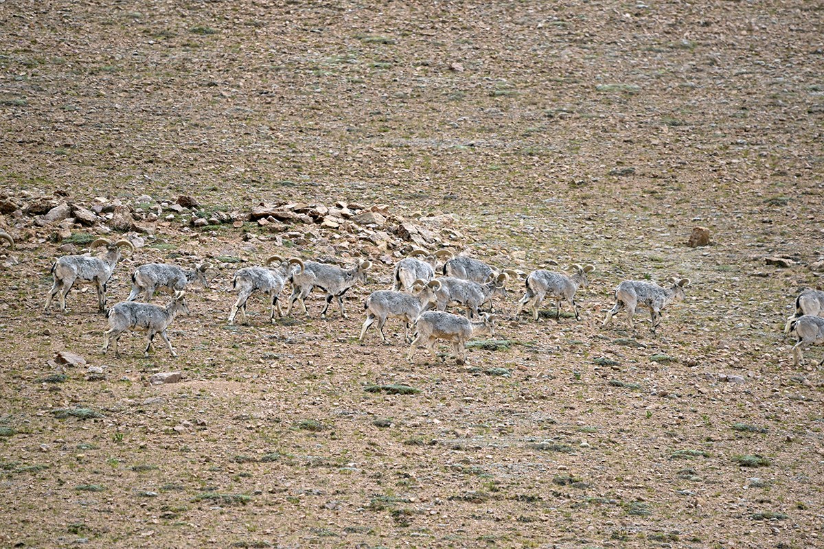 Blue Sheep | Foto de Liu Bin