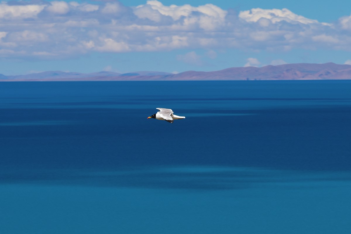 Brown Headed Gull | Foto de Liu Bin