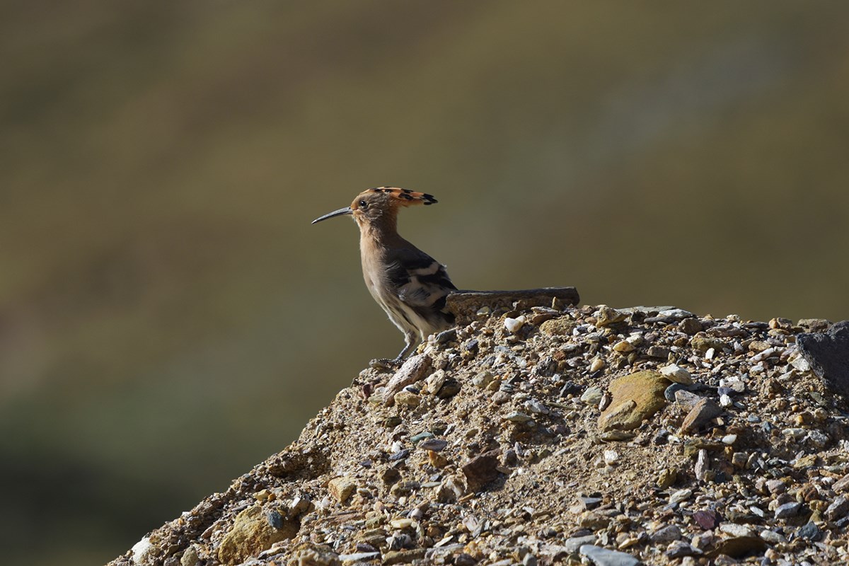 Eurasian Hoopoe | Foto de Liu Bin