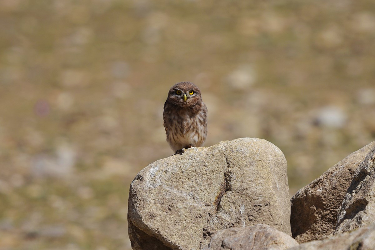 Little Owl | Foto de Liu Bin