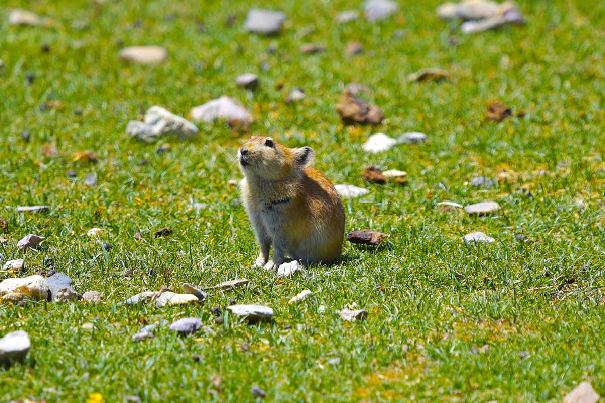 Pika | Foto de Liu Bin